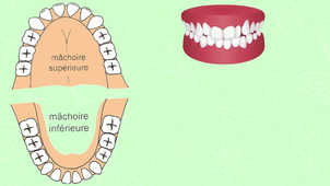 Les dents CP - CE1 - CE2 - Cycle 2 - Science - Questionner le monde.mp4