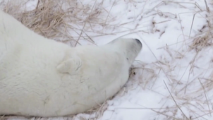 The Polar Bear _ Amazing Animals _ CBC Kids.mp4