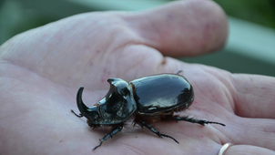 Le scarabée rhinocéros - Jonas