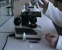 Tutoriel vidéo - Utilisation d'un microscope optique