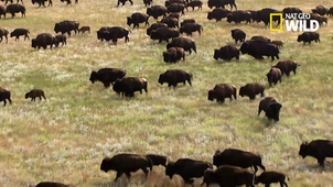 Les bisons dAmérique  des animaux extraordinaires.mp4
